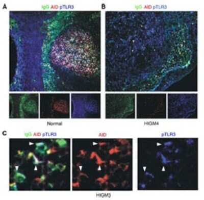 Immunocytochemistry/ Immunofluorescence: TLR3 [p Tyr759] Antibody - BSA Free [NBP2-24904]